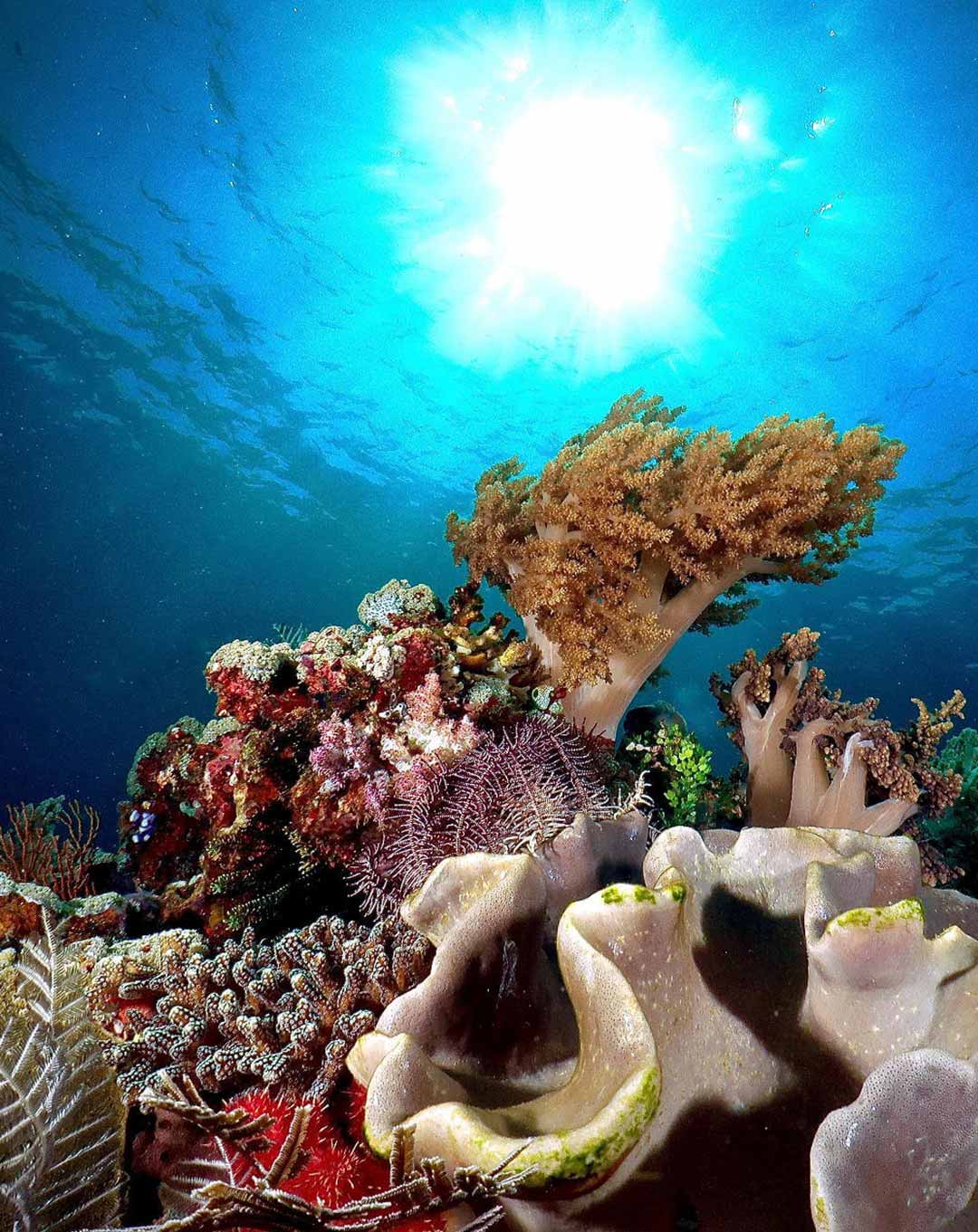 Batu Bolong Komodo Dive Site