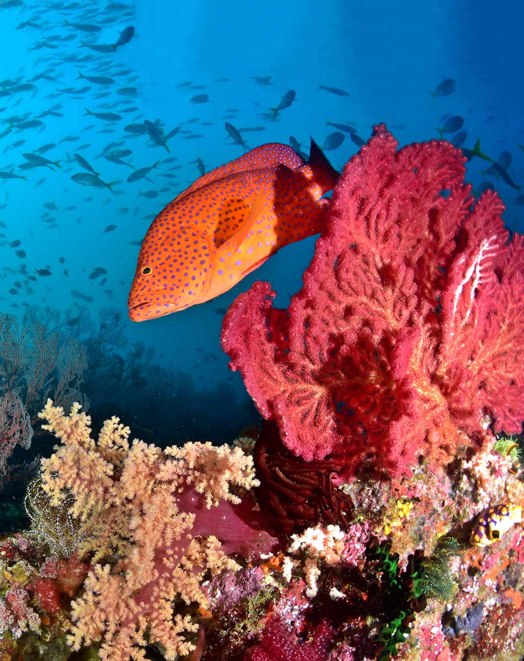 Batu Lima Raja Ampat