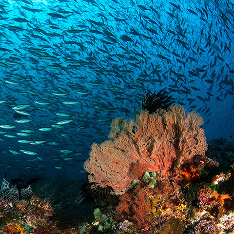 Best Destination for Scuba Diving Komodo