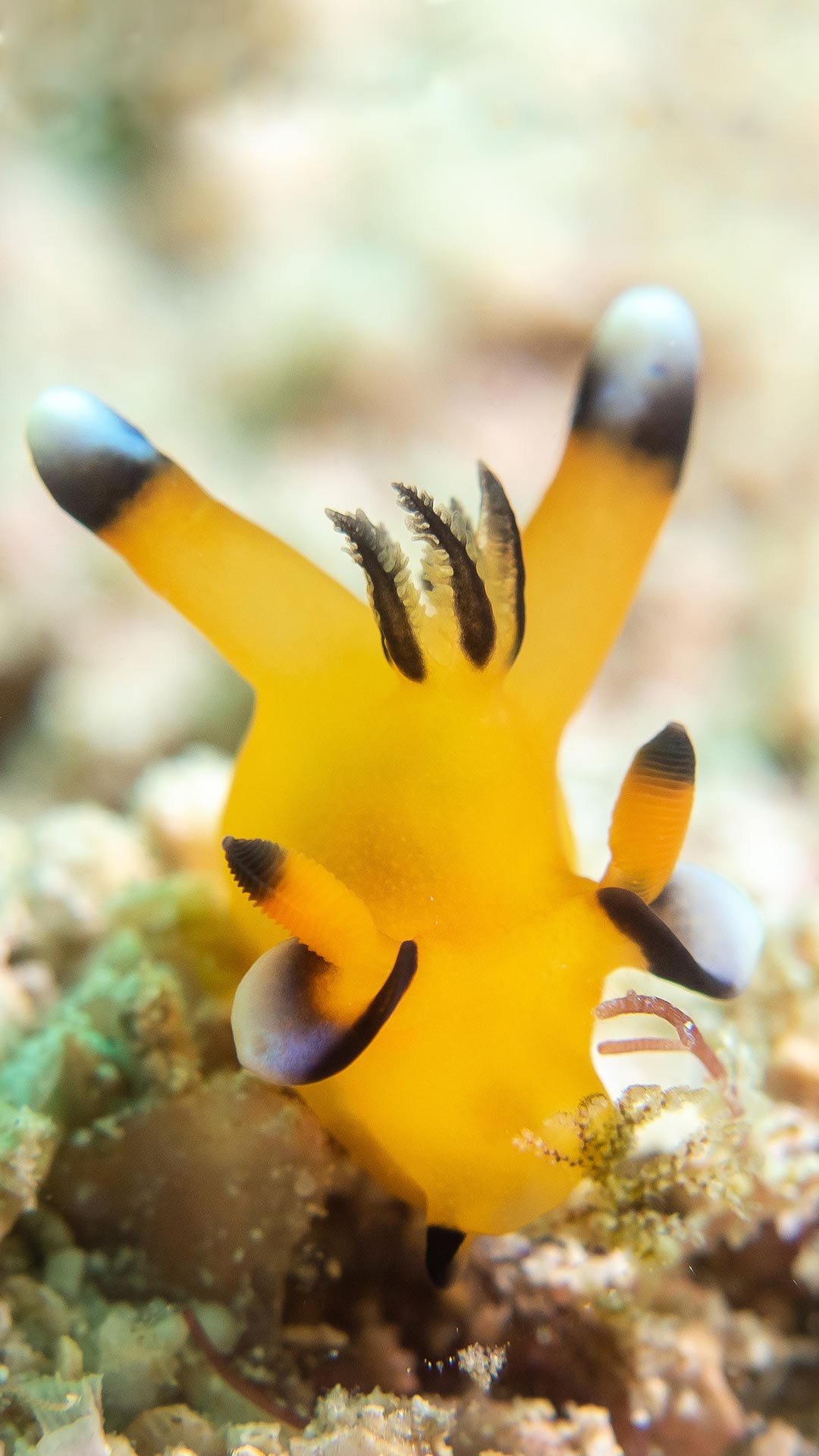 Best Dive Sites and Snorkeling Spots in komodo
