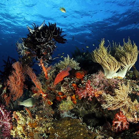 Best Snorkeling Spots in Raja Ampat