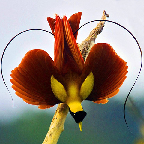 Bird of Paradise Batanta