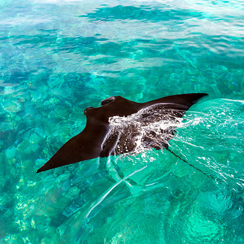 Black Manta at Manta Point Komodo Makassar Reef