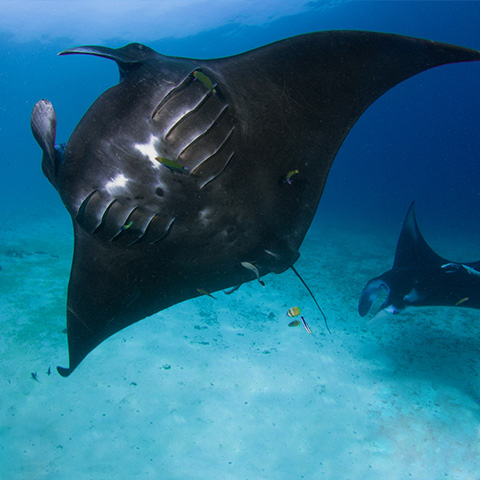 Black Manta in Manta Sandy