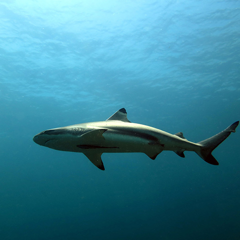 Blacktip Reef Shark