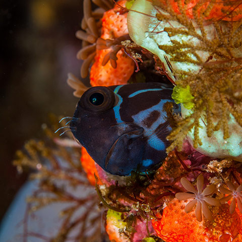 Blenny Close-up