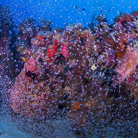 Blue Magic Reef