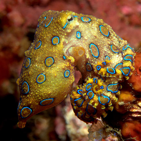 Blue Ringed Octopus