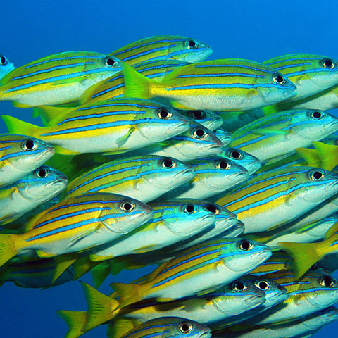 Blue Stripe Snapper