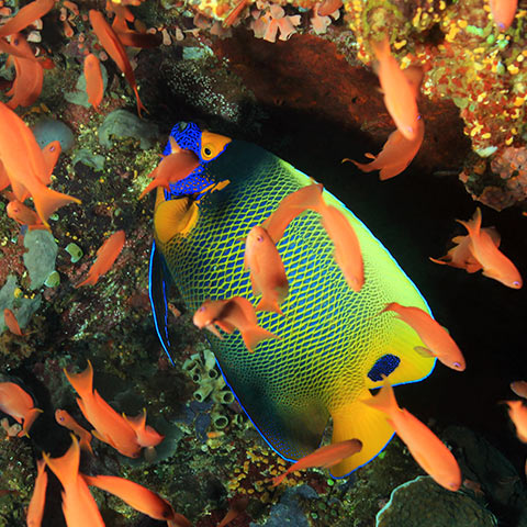 Blueface Angelfish