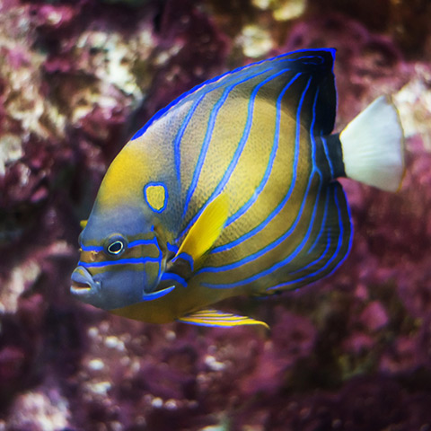 Bluering Angelfish