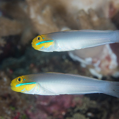 Bluestreak Goby