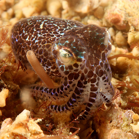 Bobtail Squid Missol