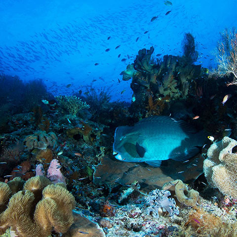 Bumphead Parrotfish Raja Ampat