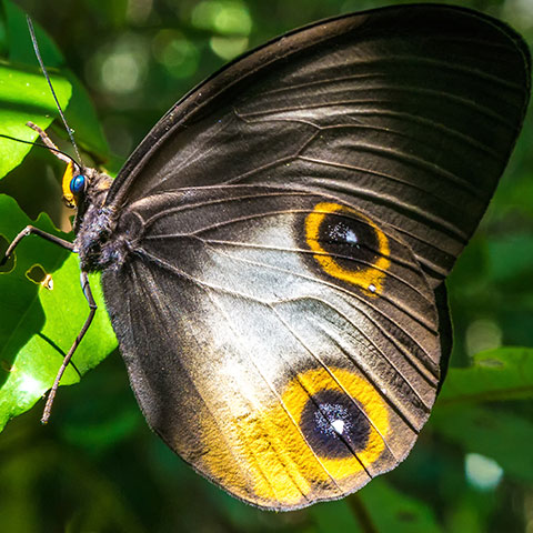 Butterfly Close-up