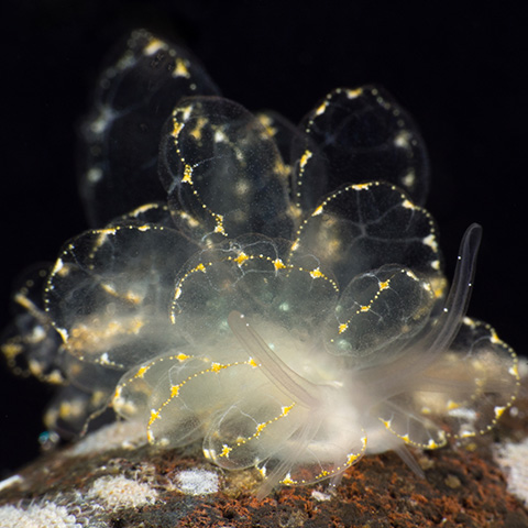 Butterfly Nudibranch