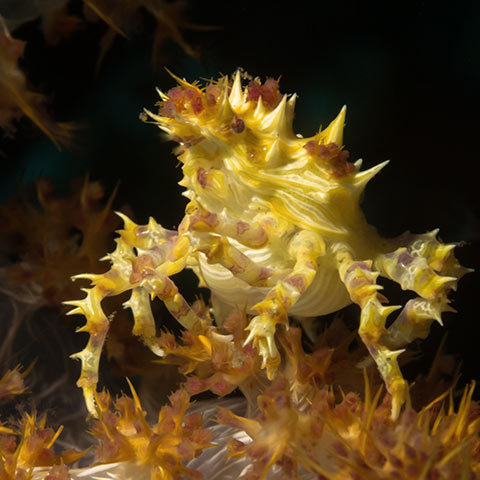Yellow Candy Crab