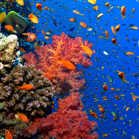 Castle Rock Pinnacle Komodo
