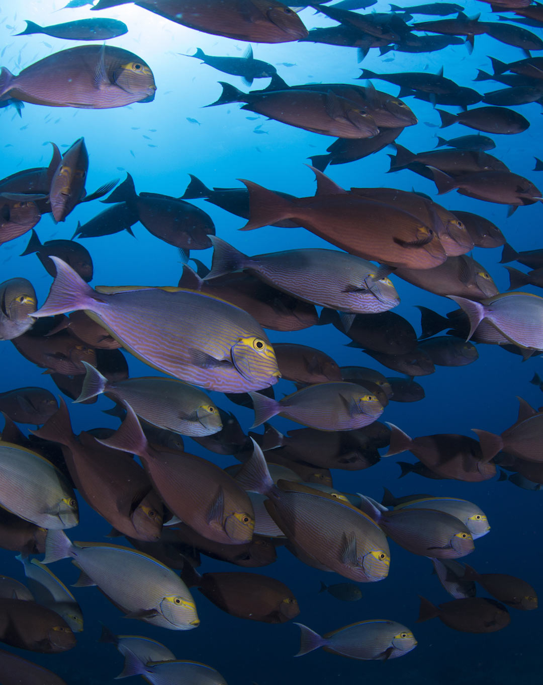 Chicken Reef Raja Ampat