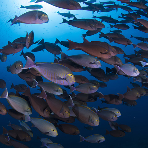 Chicken Reef
