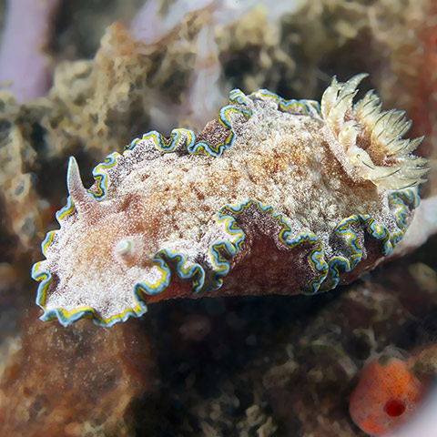 Chromodoris Albopunctata Nudibranch