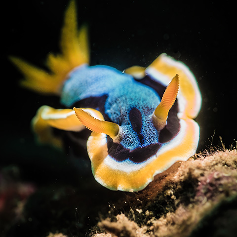 Chromodoris Quadricolor