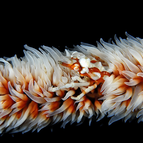 Close_up on Xeno Crab