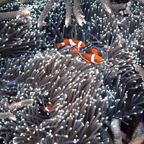 Clownfish Family