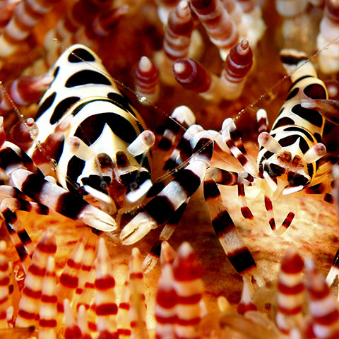 Coleman Shrimps