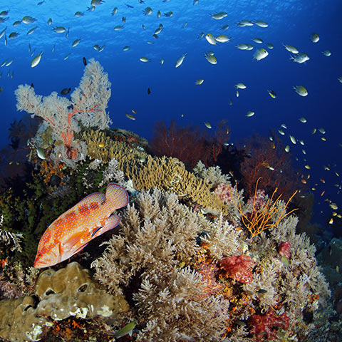 Colorful Reef Corals in Misool