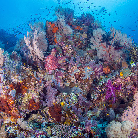 Colorful Soft and Hard Coral Raja Ampat