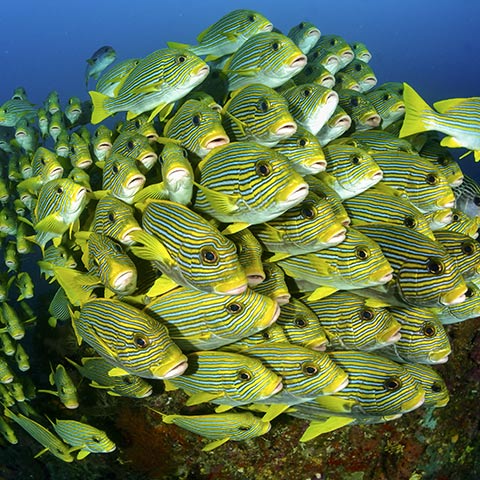 Colorful Sweetlips Raja Ampat