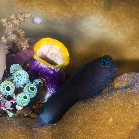 Combtooth Blenny