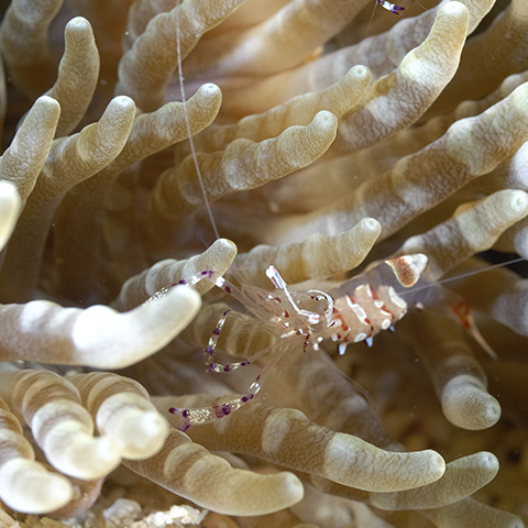 Commensal Shrimp
