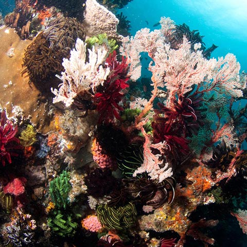 Wonderful Corals in Batu Bolong Komodo