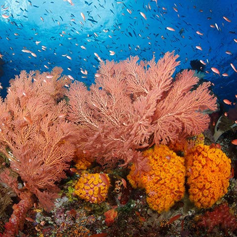 Corals in Misool