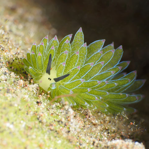 Costeciella-Nudibranch-Shawn-the-sheep