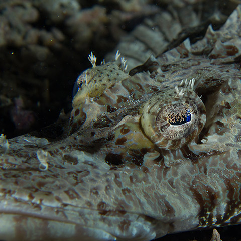 Crocodilefish Close-up
