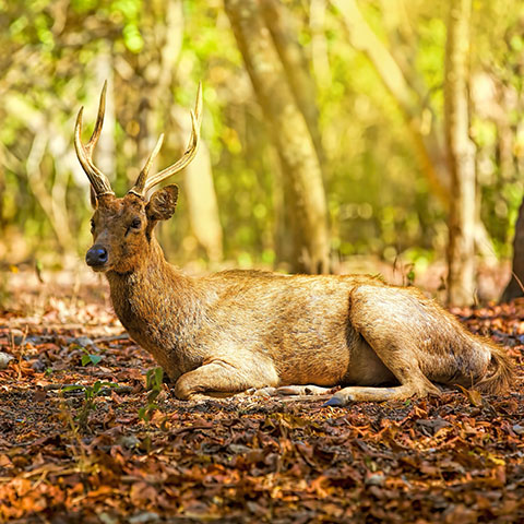 Komodo Timor Deer