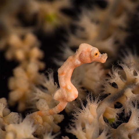 Denise Pygmy Seahorse Night Dive Raja Ampat