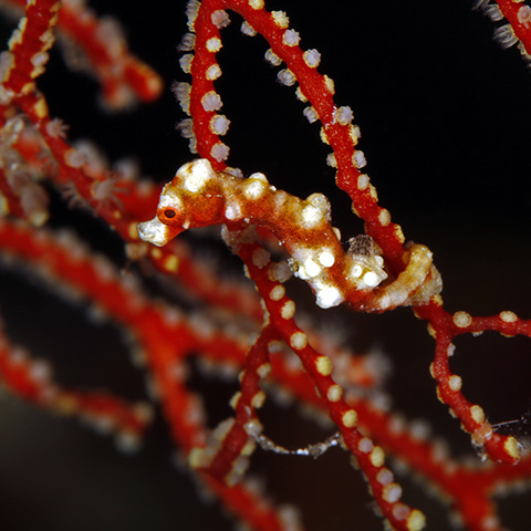 Denises Pygmy Seahorse in a Fan Coral