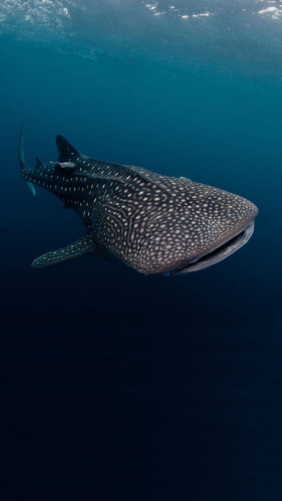 Dive Liveaboard Alor