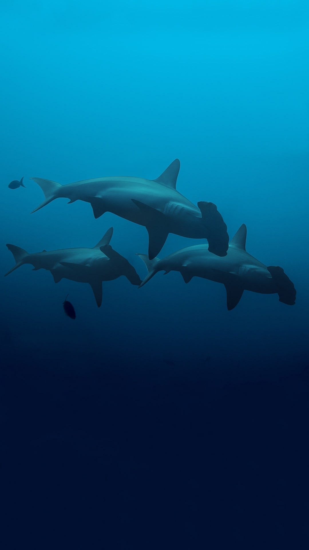 Dive Liveaboard Banda Sea