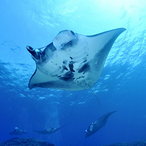 Dive Manta Alley Komodo