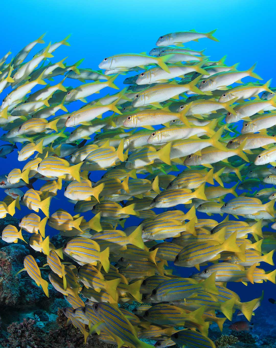 Dive Site Cannibal Rock Komodo