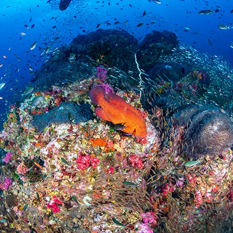 Dive Site Komodo Castle Rock
