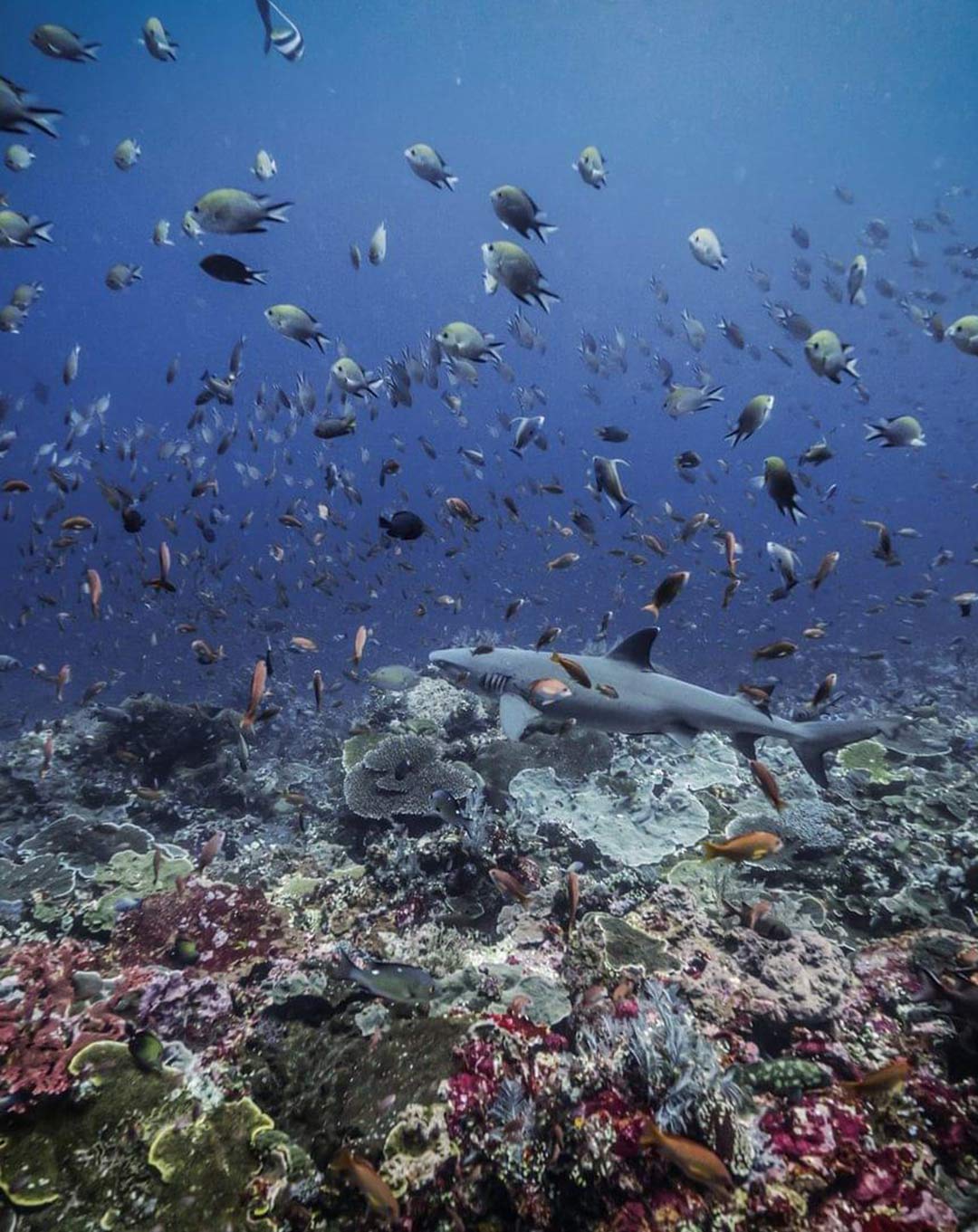 Dive Site Komodo Crystal Rock