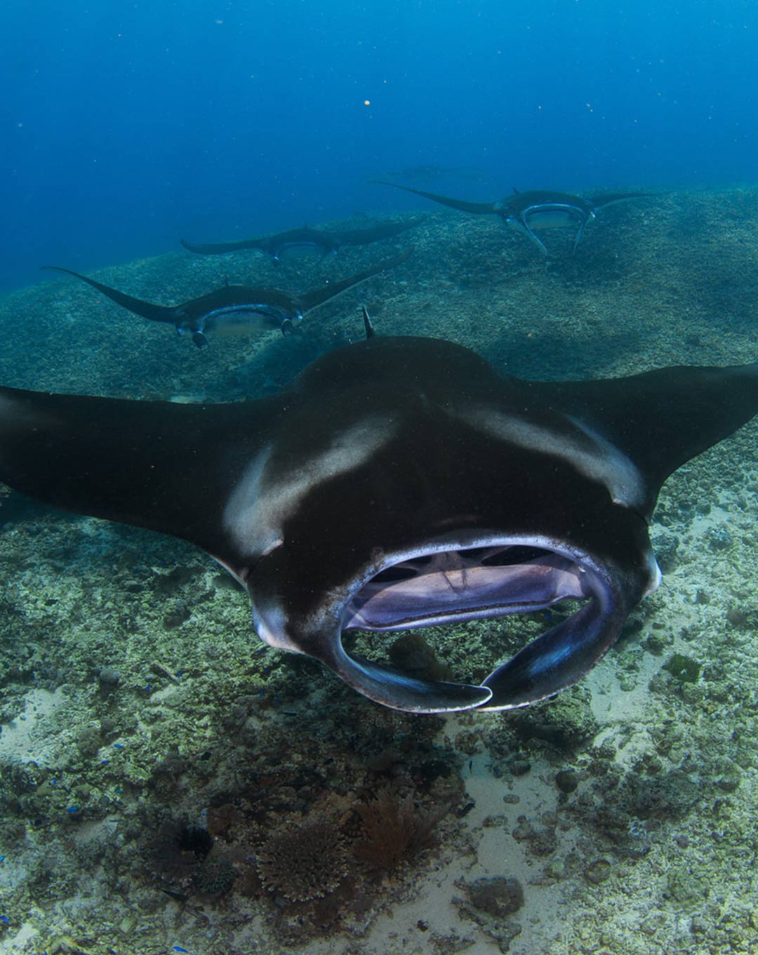 Dive Site Komodo Manta Point Makassar Reef