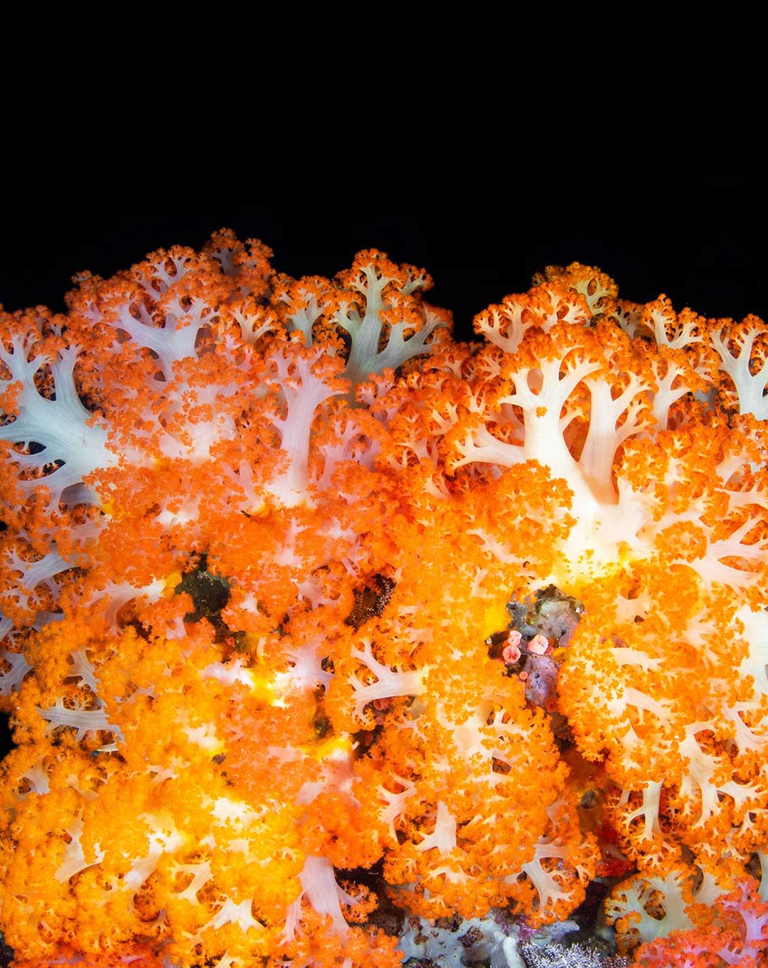 Dive Site Komodo Tatawa Besar