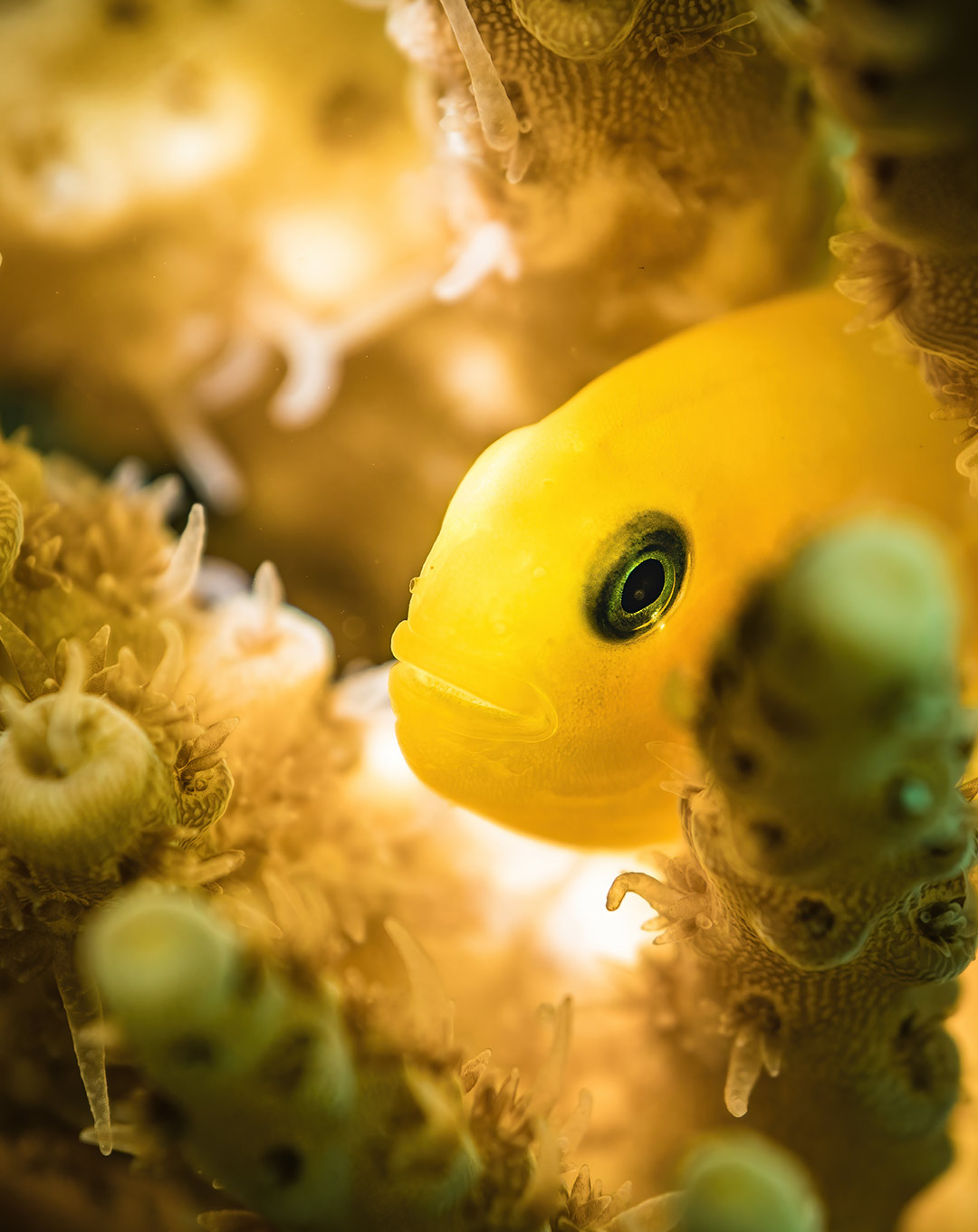 Dive Site Komodo Yellow Wall